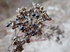 Zanthoxylum ailanthoides ailanthoides