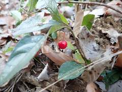 Ardisia japonica