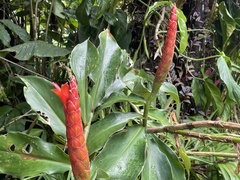 Costus pulverulentus image