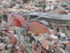 Viburnum phlebotrichum