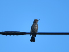 Hypsipetes amaurotis