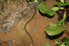 Helicops leopardinus