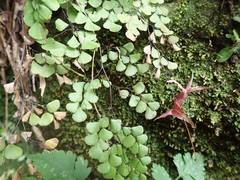 Adiantum monochlamys