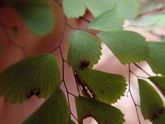 Adiantum monochlamys