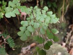 Adiantum monochlamys
