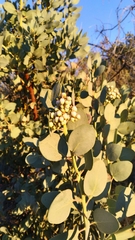 Arctostaphylos glauca