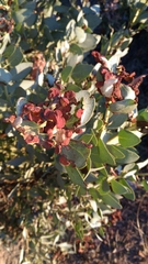 Arctostaphylos glauca