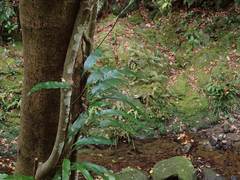 Lepidomicrosorium superficiale