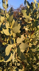 Arctostaphylos glauca