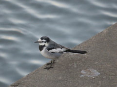 Motacilla alba lugens