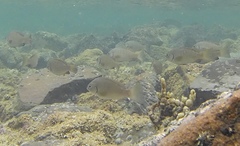 Girella elevata