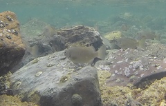 Girella elevata