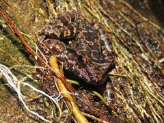 Thoropa miliaris