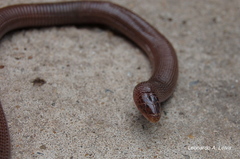 Amphisbaena darwinii