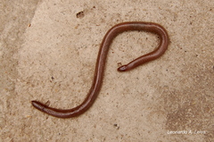 Amphisbaena darwinii