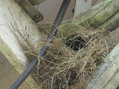 Spermestes cucullata