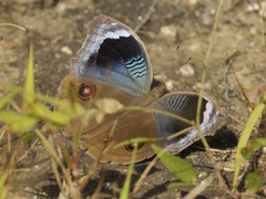 Junonia artaxia