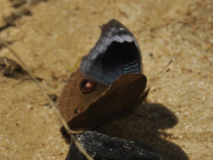 Junonia artaxia