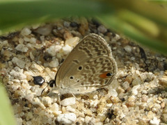 Euchrysops malathana