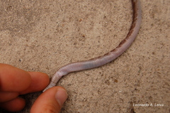 Amphisbaena darwinii