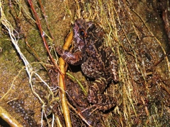Thoropa miliaris