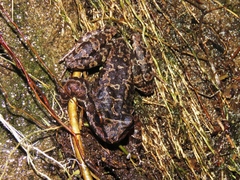 Thoropa miliaris