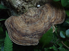 Trametes orientalis