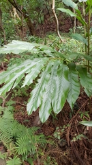 Alpinia uraiensis