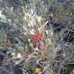 Grevillea variifolia