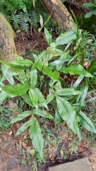 Tectaria harlandii