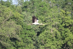 Mycteria leucocephala