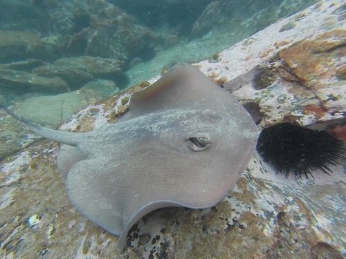Common stingaree (Trygonoptera testacea) — Urolophidae — 4