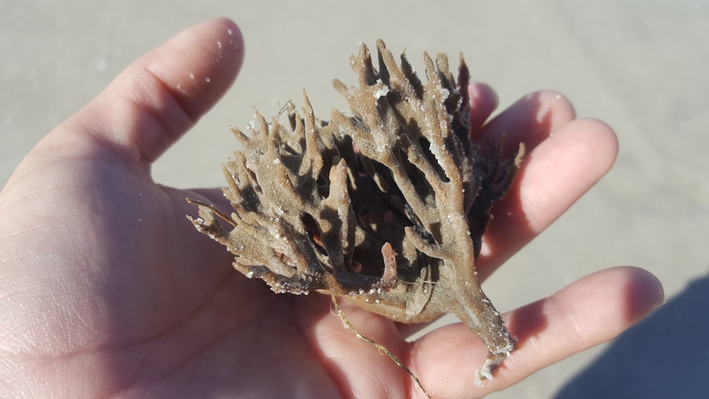 Clathria foliacea