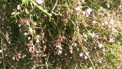 Lobelia eckloniana