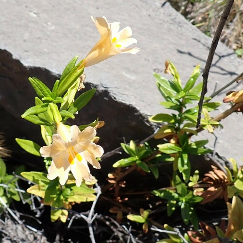 Image of Diplacus grandiflorus by (c) Larry Jensen, some rights reserved (CC BY)