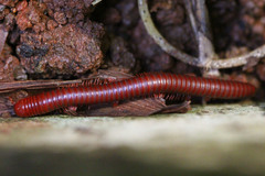 Trigoniulus corallinus