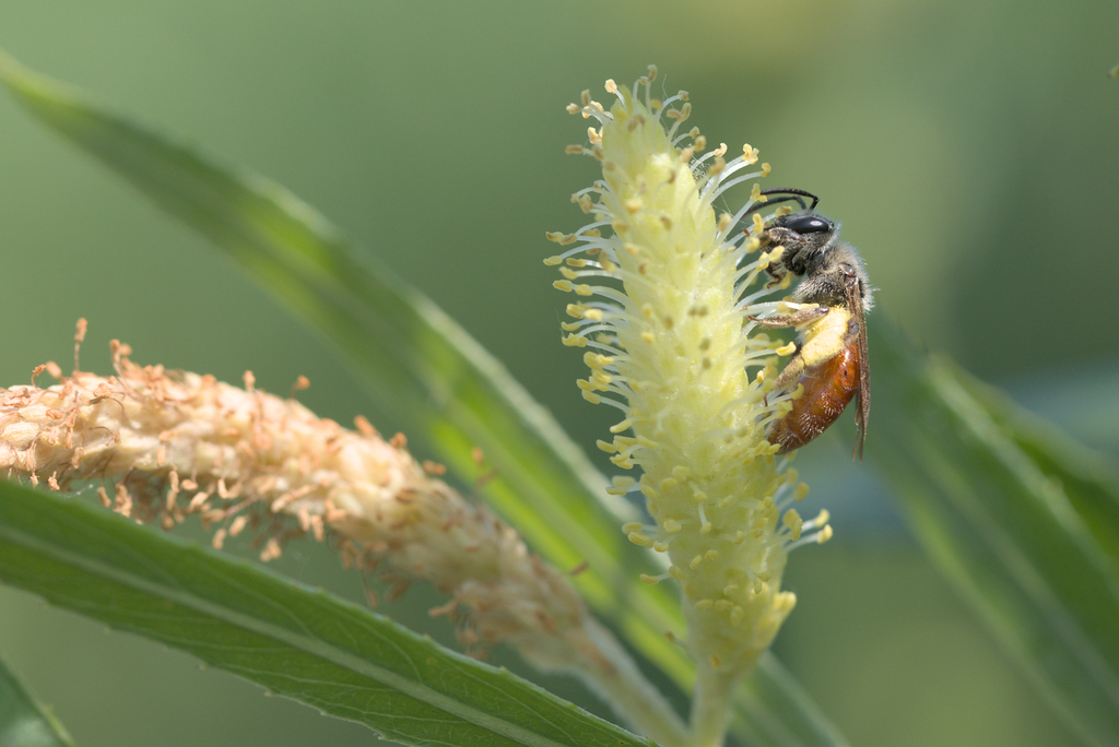 Maria Miner Bee