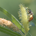 Andrena mariae - Photo (c) Spencer Hardy,  זכויות יוצרים חלקיות (CC BY-NC), הועלה על ידי Spencer Hardy