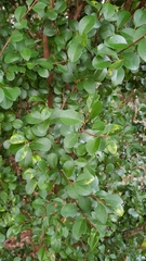 Syzygium elliptifolium