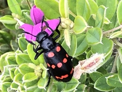 Hycleus sedecimguttatus