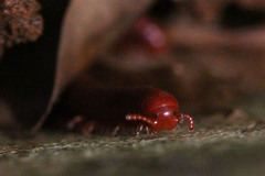 Trigoniulus corallinus