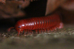 Trigoniulus corallinus