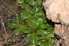 Mentha × piperita