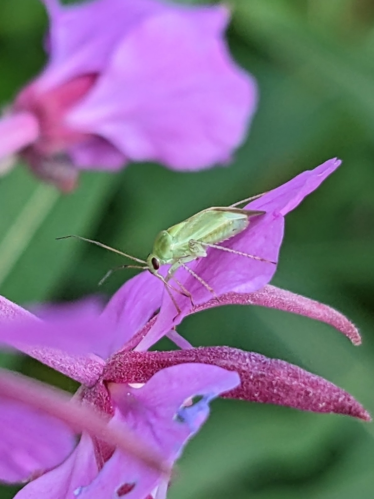 Apolygus spinolae