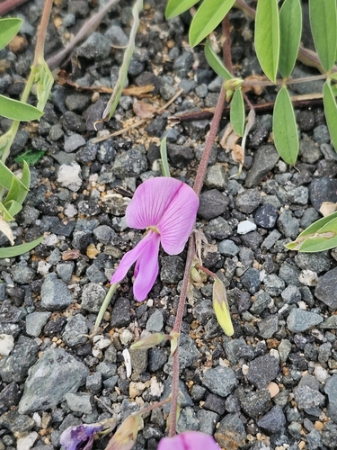Image of Tephrosia cinerea by (c) ritirene, some rights reserved (CC BY)
