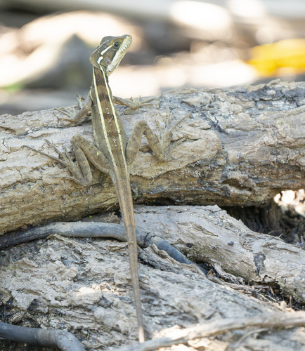 Brown Basilisk