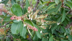 Pieris japonica taiwanensis