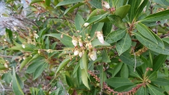 Pieris japonica taiwanensis