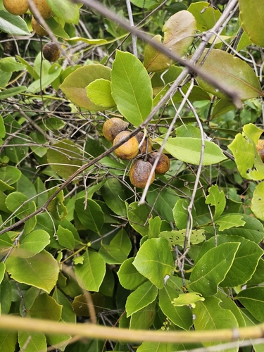 Image of Elaeodendron xylocarpum by (c) ritirene, some rights reserved (CC BY)