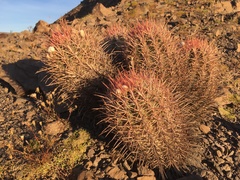 Homalocephala polycephala